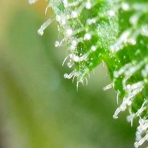 Amnesia Haze Automatic growlog timeline photo