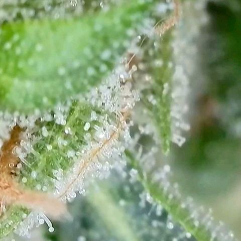 Amnesia Haze Automatic growlog timeline photo