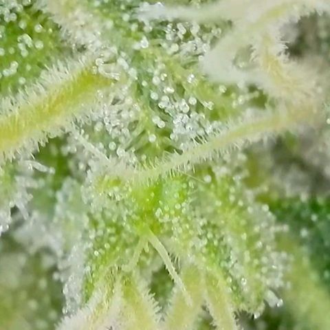Amnesia Haze Automatic growlog timeline photo