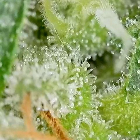 Amnesia Haze Automatic growlog timeline photo