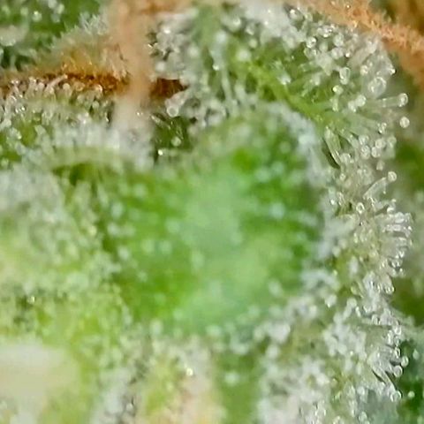 Amnesia Haze Automatic growlog timeline photo