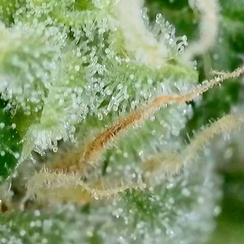 Amnesia Haze Automatic growlog timeline photo