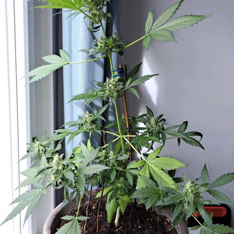 Amnesia Haze Automatic growlog timeline photo