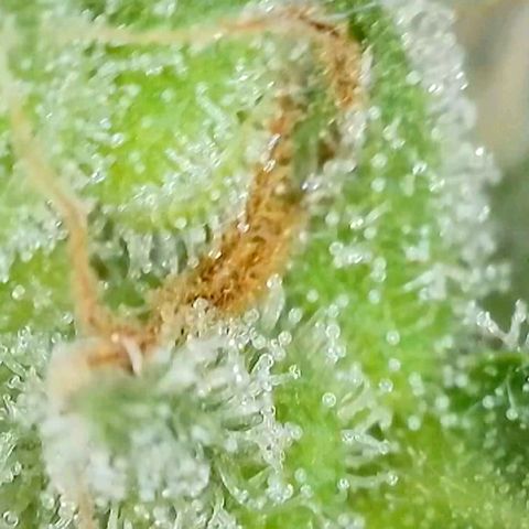 Amnesia Haze Automatic growlog timeline photo