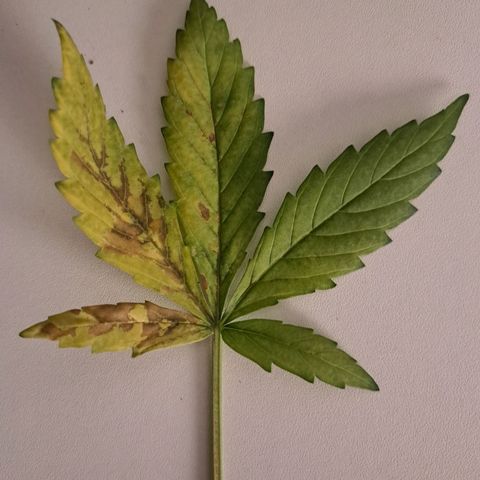 Amnesia Haze Automatic growlog timeline photo