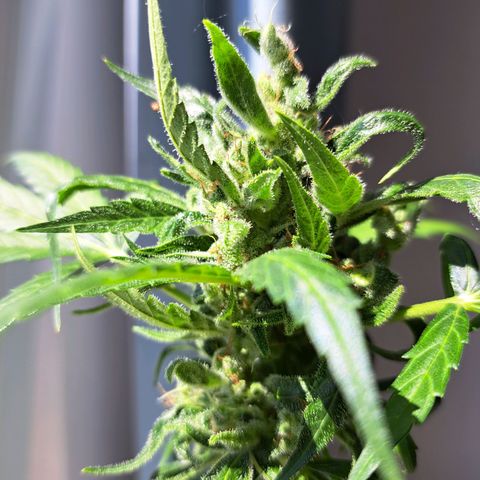 Amnesia Haze Automatic growlog timeline photo