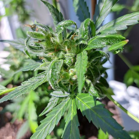 Amnesia Haze Automatic growlog timeline photo