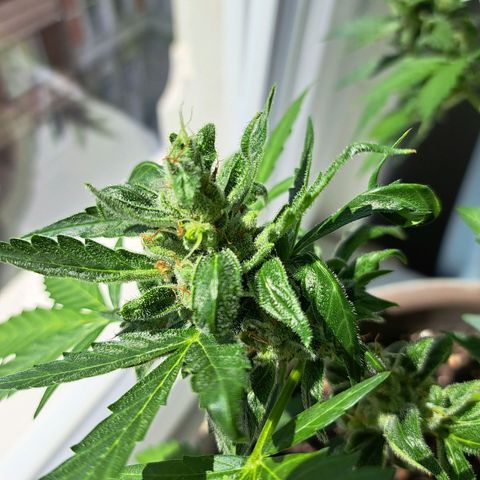 Amnesia Haze Automatic growlog timeline photo