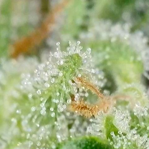 Amnesia Haze Automatic growlog timeline photo