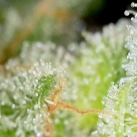 Amnesia Haze Automatic growlog timeline photo