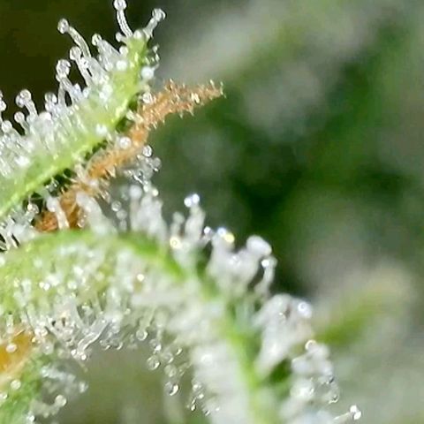 Amnesia Haze Automatic growlog timeline photo