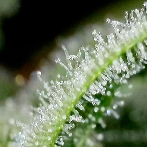 Amnesia Haze Automatic growlog timeline photo