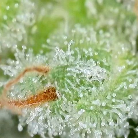 Amnesia Haze Automatic growlog timeline photo