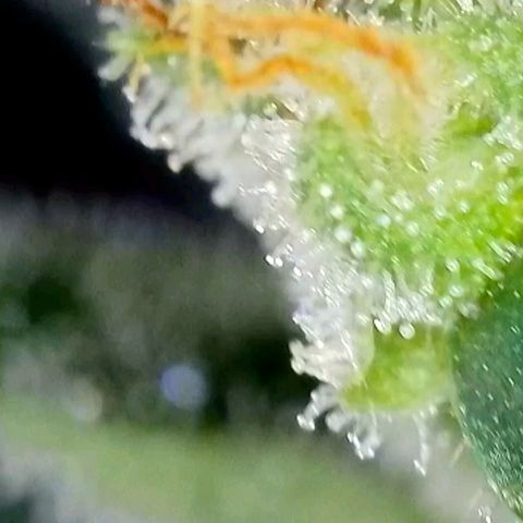 Amnesia Haze Automatic growlog timeline photo