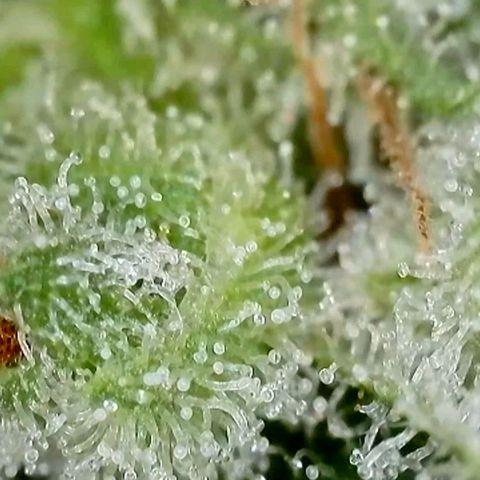 Amnesia Haze Automatic growlog timeline photo