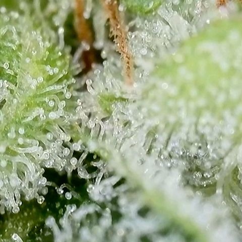 Amnesia Haze Automatic growlog timeline photo