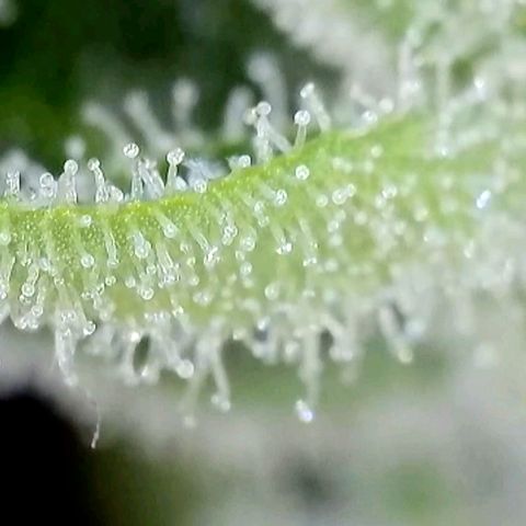 Amnesia Haze Automatic growlog timeline photo