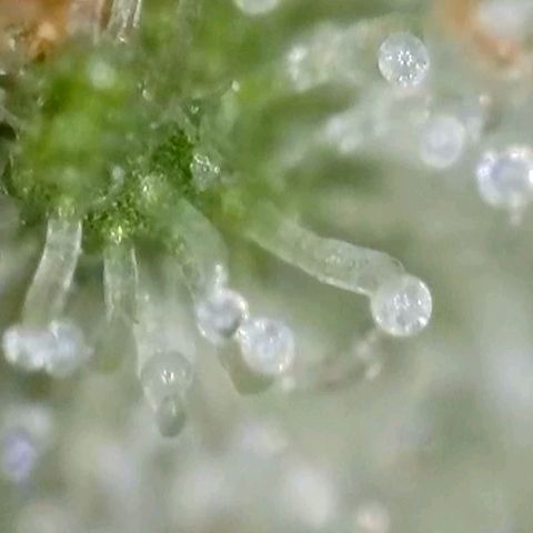 Amnesia Haze Automatic growlog timeline photo