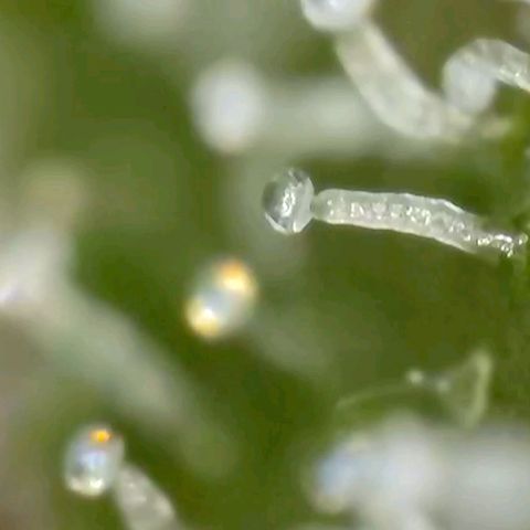 Amnesia Haze Automatic growlog timeline photo