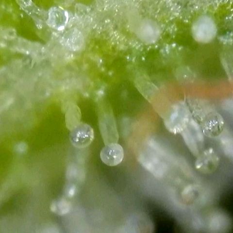 Amnesia Haze Automatic growlog timeline photo