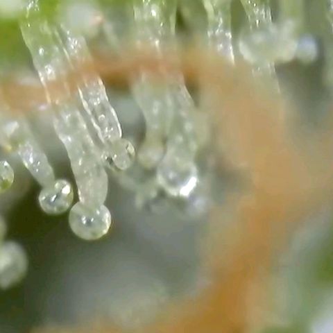 Amnesia Haze Automatic growlog timeline photo