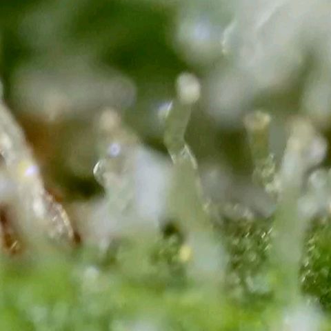 Amnesia Haze Automatic growlog timeline photo