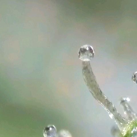 Amnesia Haze Automatic growlog timeline photo