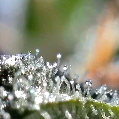 Amnesia Haze Automatic growlog timeline photo