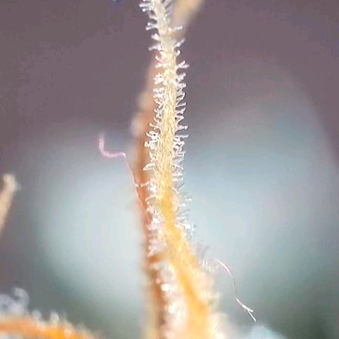 Amnesia Haze Automatic growlog timeline photo