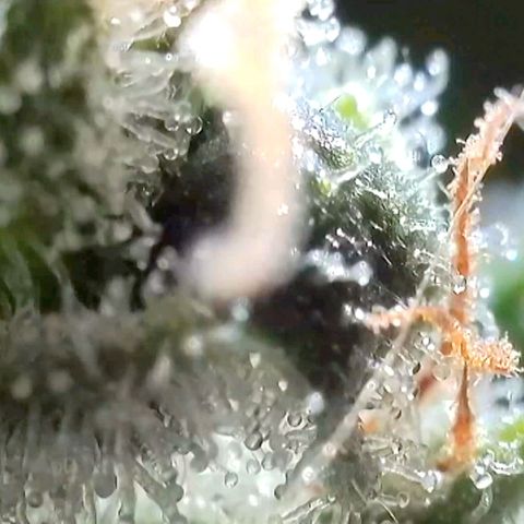 Amnesia Haze Automatic growlog timeline photo