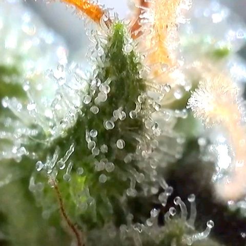 Amnesia Haze Automatic growlog timeline photo