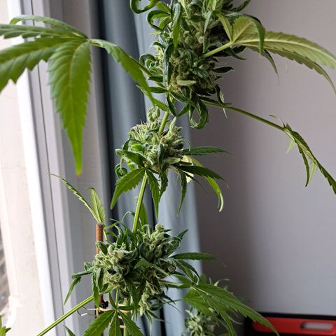 Amnesia Haze Automatic growlog timeline photo