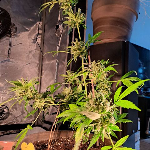 Amnesia Haze Automatic growlog timeline photo
