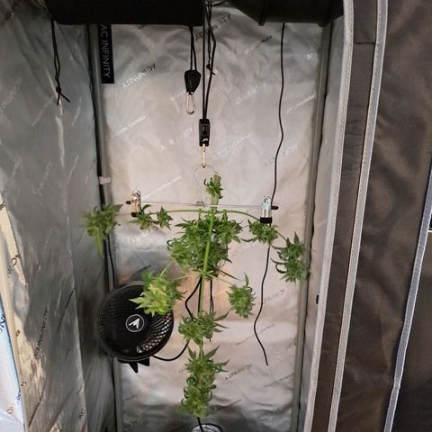 Amnesia Haze Automatic growlog timeline photo