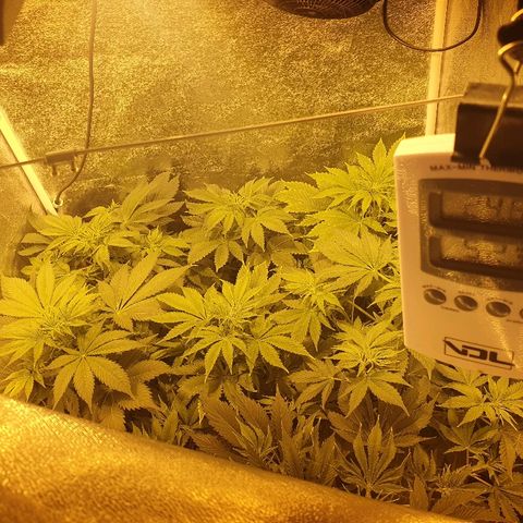 Máster kush #1 growlog timeline photo