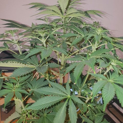 Máster kush #1 growlog timeline photo