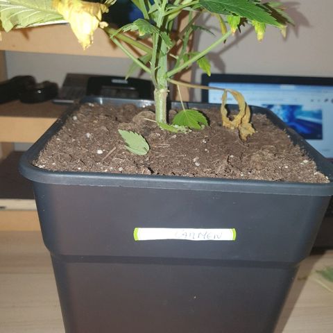 Máster kush #1 growlog timeline photo