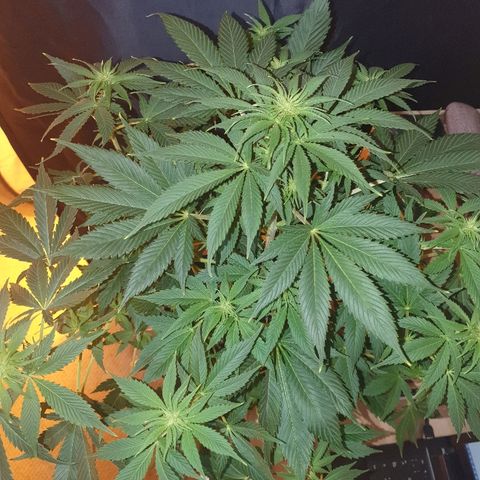Máster kush #1 growlog timeline photo