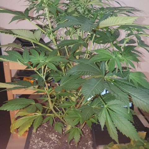 Máster kush #1 growlog timeline photo