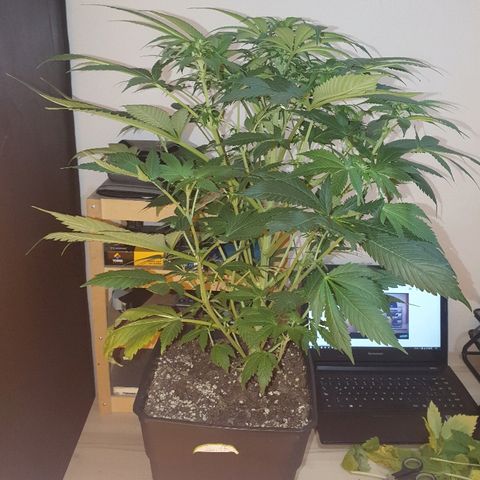 Máster kush #1 growlog timeline photo
