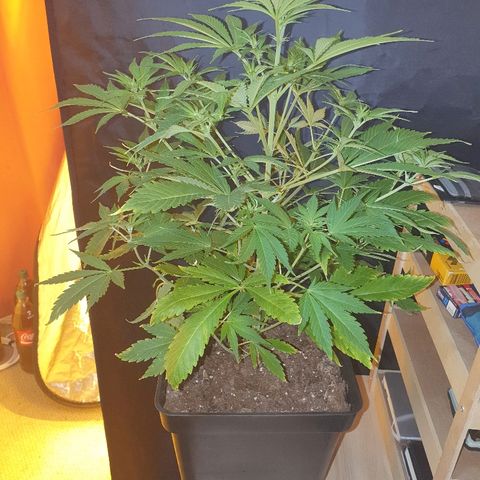 Máster kush #1 growlog timeline photo