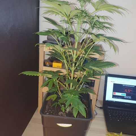 Máster kush #1 growlog timeline photo