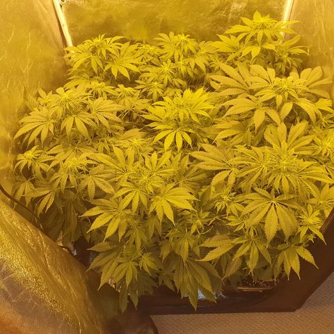 Máster kush #1 growlog timeline photo