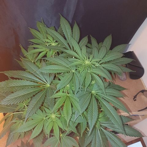 Máster kush #1 growlog timeline photo