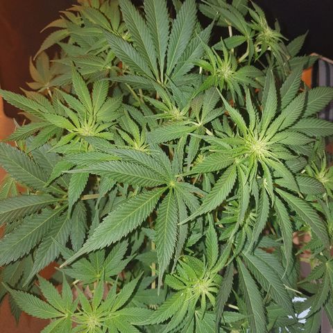 Máster kush #1 growlog timeline photo