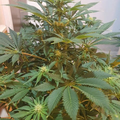 Máster kush #1 growlog timeline photo