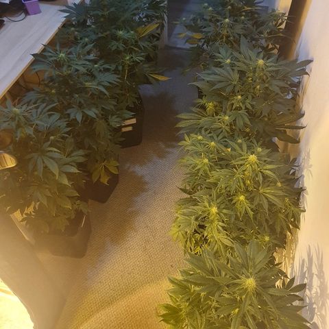 Máster kush #1 growlog timeline photo