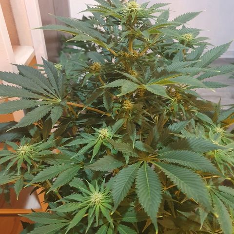 Máster kush #1 growlog timeline photo