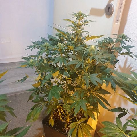 Máster kush #1 growlog timeline photo