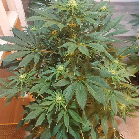 Máster kush #1 growlog timeline photo